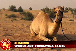 Верблюд-предсказатель Шахин дает верные прогнозы на  ЧМ по футболу 2014